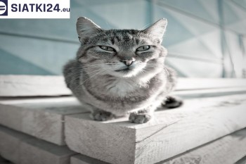 Siatki Siemiatycze - Siatka na balkony dla kota i zabezpieczenie dzieci dla terenów Siemiatycz