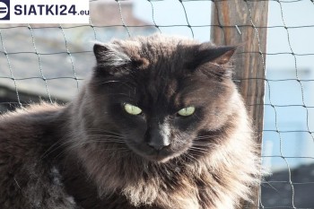 Siatki Siemiatycze - Zabezpieczenie balkonu siatką - Kocia siatka - bezpieczny kot dla terenów Siemiatycz